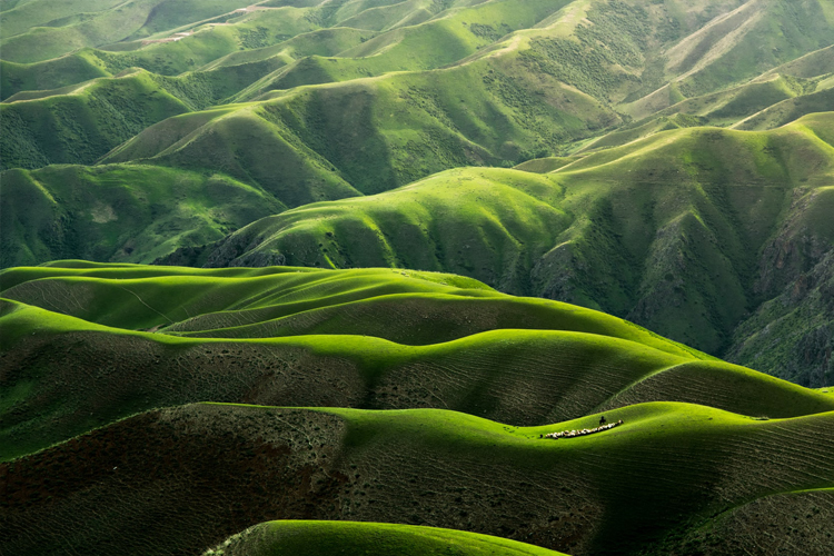 green-mountains-sheep-grazing